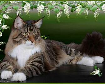 Cat With Spring Flowers Wallpaper HD