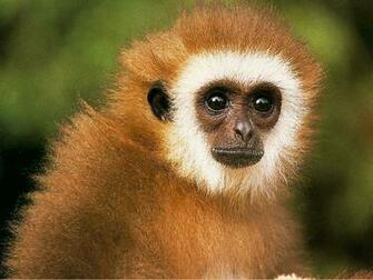Beautiful Wallpaper Monkey HD