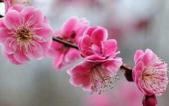 Charming Feminine Pink Flowers HD Wallpaper Flower