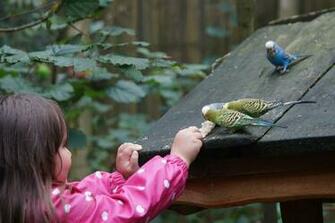 HD Wallpaper Budgerigars Canaries Birds Animal World