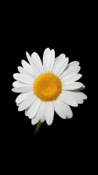 Daisy Flower Wallpaper Phone