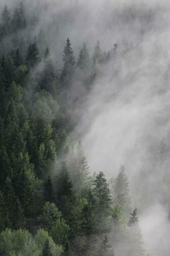 Foggy Trees Pine Forest iPhone Wallpaper Screensaver