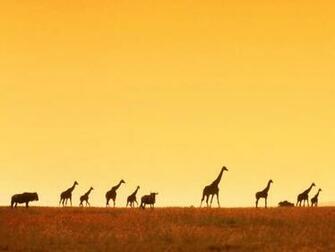Fondos De Varios Animales Wallpaper March Africa