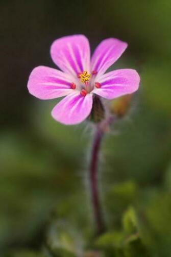 Pink Spring Flower iPhone HD Wallpaper