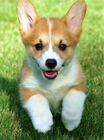 Welsh Corgi Wallpaper HD For iPad Res At Quality