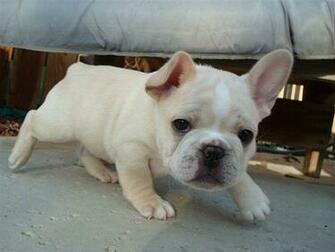Funny Animals Pictures Cute French Bulldog Image
