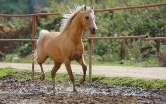 Farm Horse Animal Wallpaper Background