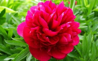 Peony Wallpaper Desktop