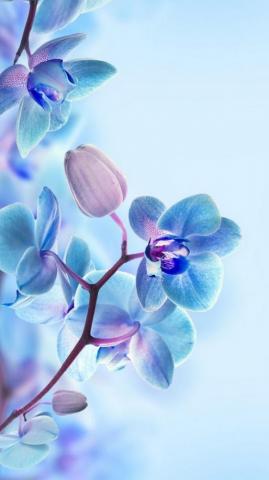 3d Flower HD Wallpaper For Mobile Best Blue