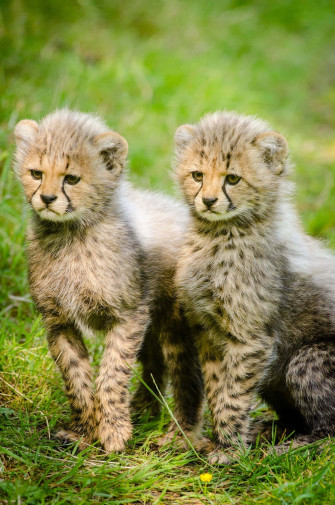 Cute Animal iPhone Wallpaper