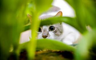 White Big Eyes Cute Cat Wallpaper Animal Desktop Background