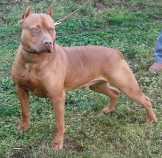 Pit Bull Terrier Dark Brown American Wallpaper