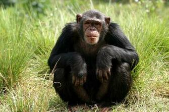 Computer Chimpanzee Wallpaper Desktop Background Id