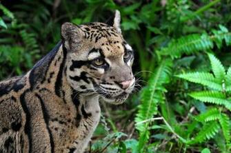 Suzy S Animals Of The World Clouded Leopards