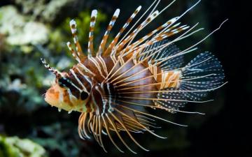 Pterois A Venomous Marine Fish HD Wallpaper Background Image