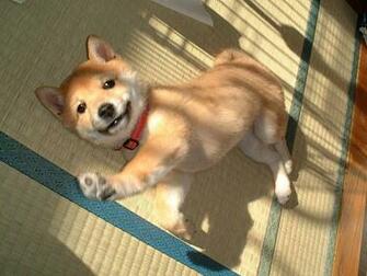 Shiba Inu Wallpaper