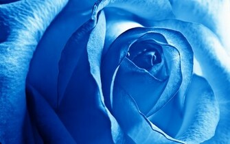 Blue Rose Wallpaper HD