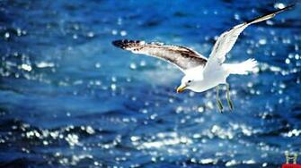 HD Beautiful Wallpaper Background For