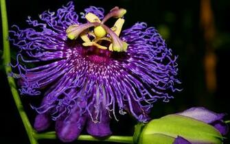 Exotic Flower Wallpaper And Image Pictures