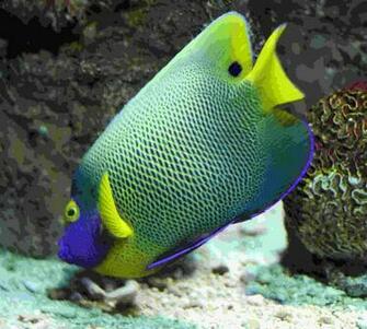 Tropical Fish Wallpaper HD Desktop WallscreenHD