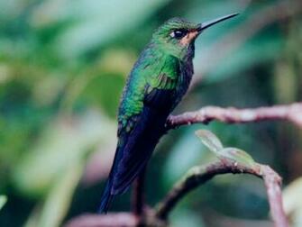 Hummingbird Wallpaper