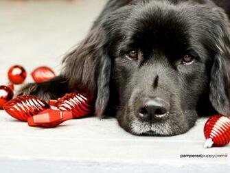 Doggy Desktops