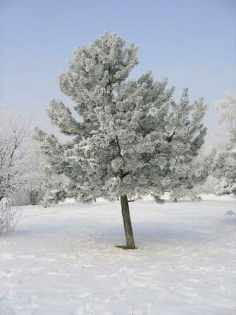 Winter Pine Trees HD Walls Find Wallpaper