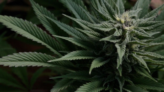 Weed Pc Wallpaper On