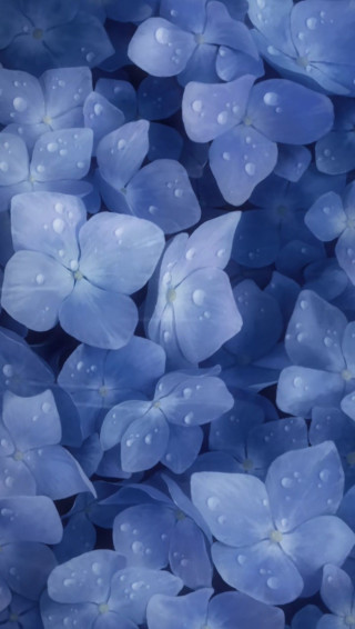 Blue Flowers With Raindrops Aesthetic Wallpaper