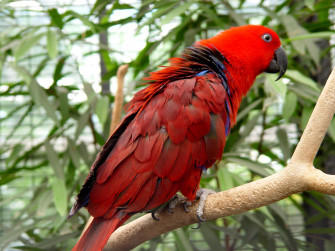 Eclectus Parrot Roratus