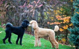 Wallpaper Standard Poodle Face Off Dog