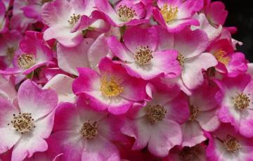 Wallpaper Flowers Dog Rose Briar Image For Desktop