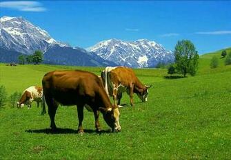 Wallpaper Cow