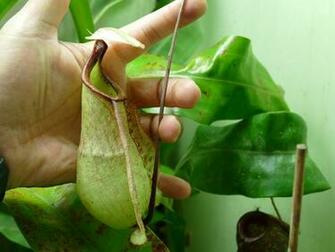 Nepenthes Rafflesiana Photos