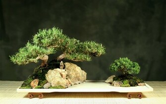 Tree Bonsai Leaves G Wallpaper