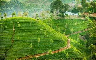 Tea Plantation HD Wallpaper Background Image Id