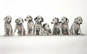 Dalmatian Puppies Wallpaper Stock Photos