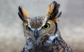 Carazy Hair Owl Wallpaper HD