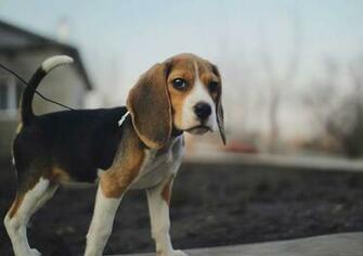 Beagle Wallpaper HD Desktopinhq Net