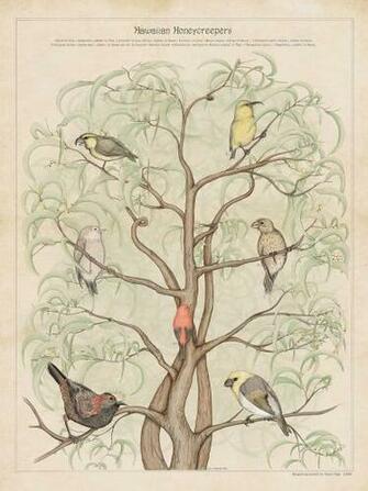 Endemic Birds From Hawaii Zoology Print By Royale Maps