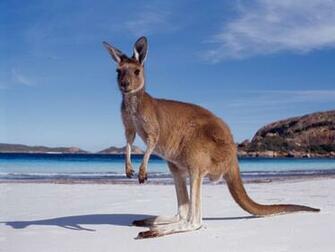 Kangaroo Wallpaper Australian Kangaroos HD