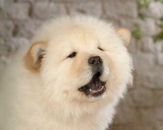 Big Cute White Dog Photo On This Dogs Wallpaper Background Website