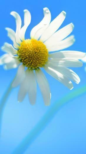 Official Wallpaper iPhone 5s