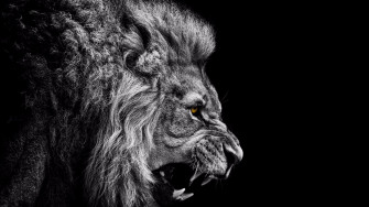 Lion Wallpaper HD