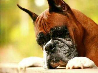 Tag Boxer Dog Wallpaper Image Photos Pictures And Background