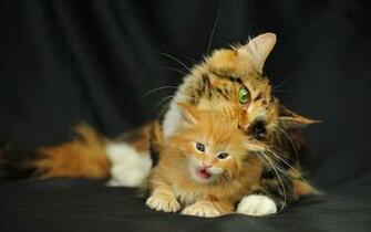 Lol Cat Wallpaper Image