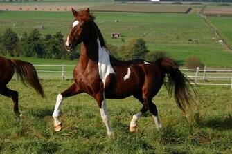 American Saddlebred Stock By Luda