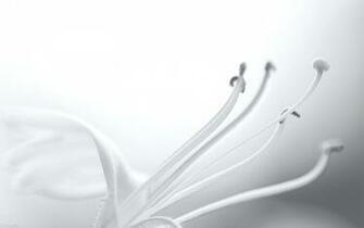 White World Wallpaper Music And Dance