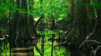 Forest Trees Water Wallpaper MixHD