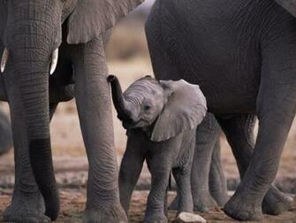 Elephant Wallpaper Pack Cute Girls